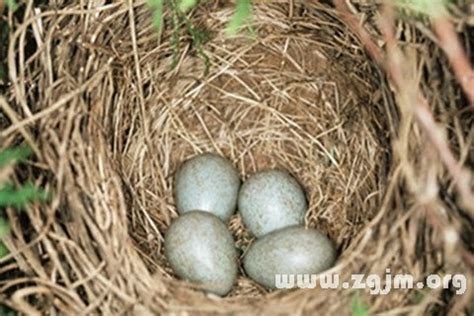 夢到鳥蛋|夢見鳥蛋，夢到鳥蛋是什麽意思？